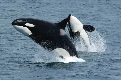 Killer Whales In Trouble thumbnail