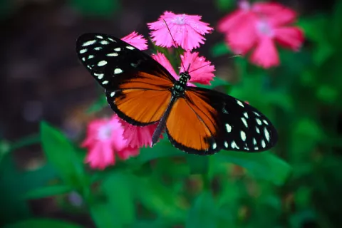 The Painted Ladies Are Back! thumbnail