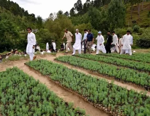 Pakistan's Billion Trees Tsunami! thumbnail