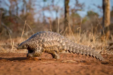 Pangolins In Trouble thumbnail