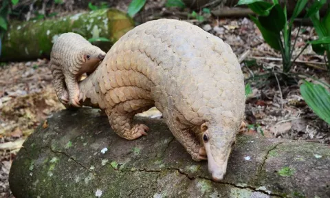 Pangolins: The Most Trafficked Mammal  thumbnail