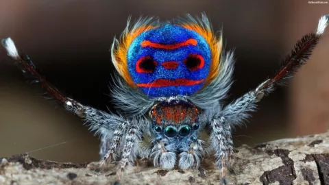 Fifty New Species Of Spiders Found thumbnail