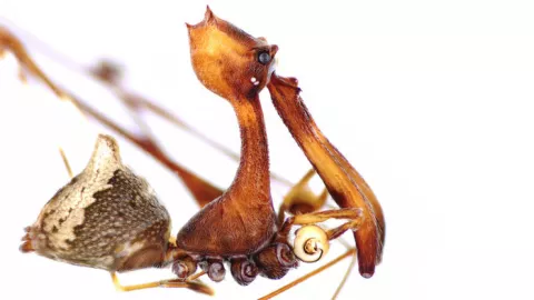 Pelican Spiders: Quite The Cannibals! thumbnail