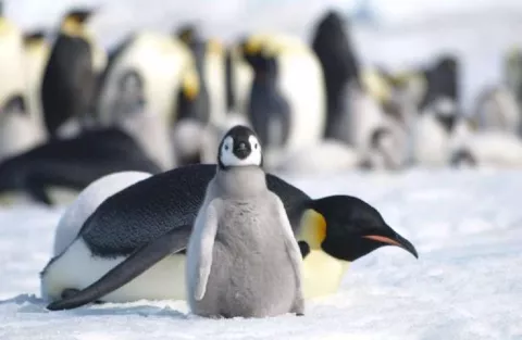 Could A Million Species Go Extinct? thumbnail