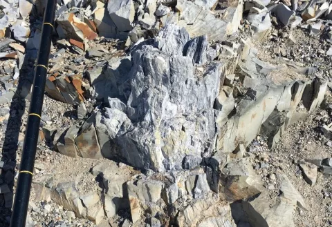 A Fossil Forest Discovered In Antarctica thumbnail