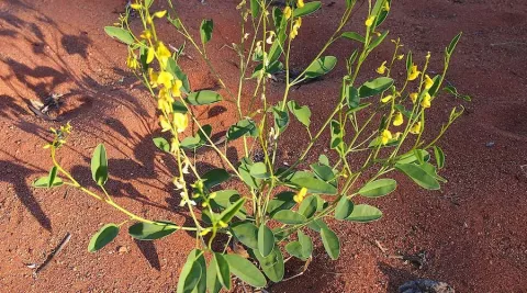 Metals From Plants? thumbnail