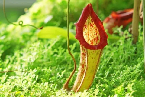 Those Carnivorous Pitcher Plants! thumbnail