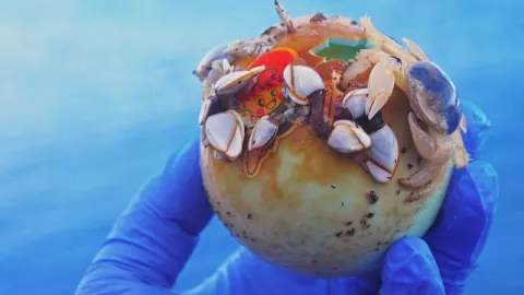 Life Blooms On An Ocean Garbage Patch thumbnail