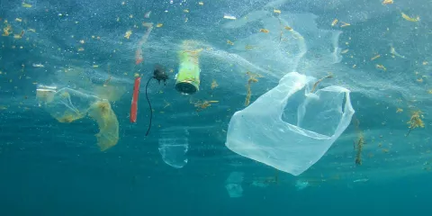 Ban Single-Use Plastics, And Save Animals! thumbnail
