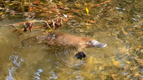 Platypuses Glow In The Light! thumbnail