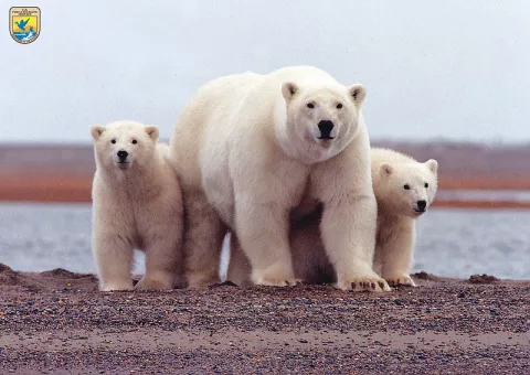 Village Faces Polar Bear Problem thumbnail