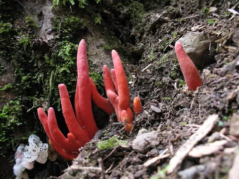 Deadly Fungus Found In Australia thumbnail