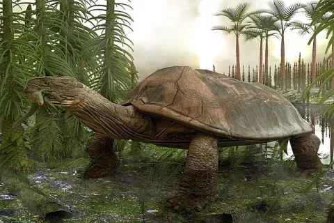 A Car-Sized Turtle Once Roamed The Earth! thumbnail