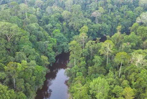 Are Tropical Forests Getting Too Hot? thumbnail