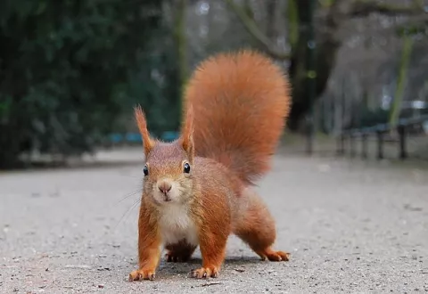 Hooray For The Squirrel And The Turtle! thumbnail