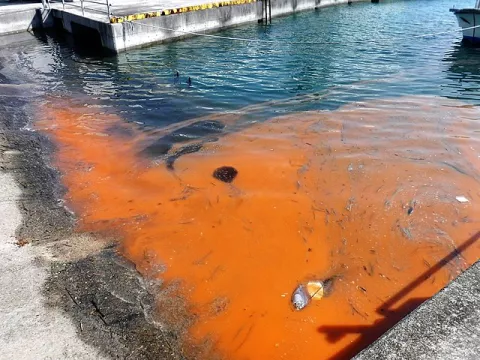 Party Time For Algae: Dress Code, Red! thumbnail