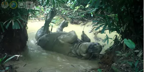 Rare Javan Rhino Caught On Camera thumbnail