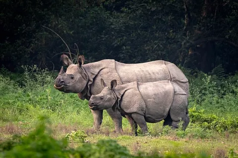 Good News For Nepal's Rhinos thumbnail