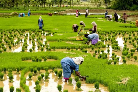 Changing Climate Affects Rice Crops thumbnail