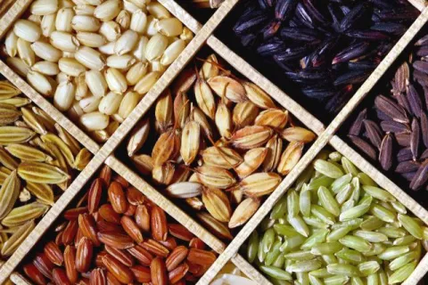 IRRI: A Bank That Stores Rice thumbnail