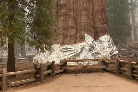 A Blanket For Sequoia Trees thumbnail