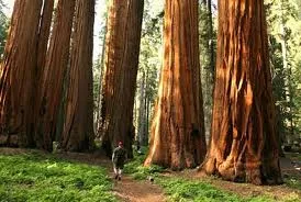 Older Trees Grow Faster! thumbnail