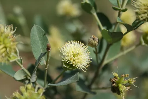 Bringing Back A Native Weed thumbnail