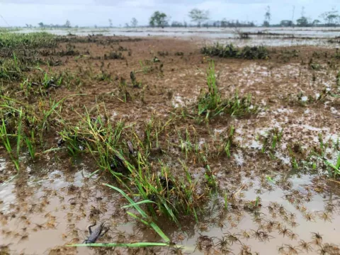 In Australia, Even Spiders Flee Floods! thumbnail