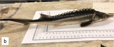 The Sturddlefish: An Accidental Discovery! thumbnail