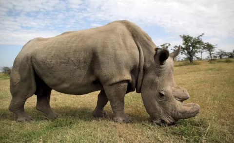 The Last Male White Rhino Dies thumbnail