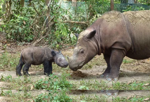 Last Male Sumatran Rhino In Malaysia Dies thumbnail