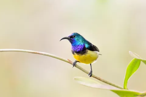 Sunbirds: Singing The Same Song! thumbnail