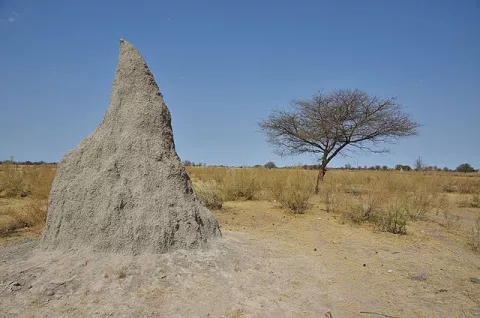 Lessons From A Termite Mound! thumbnail