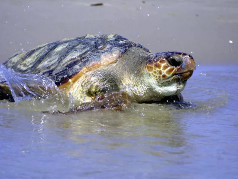Turtles Rely On Earth's Magnetic Field thumbnail