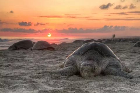Sea Turtles: Hot Chicks, Cool Dudes!  thumbnail