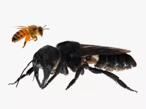 World's Largest Bee Rediscovered! thumbnail