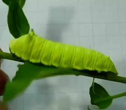 Whispering Whales and Whistling Caterpillars thumbnail
