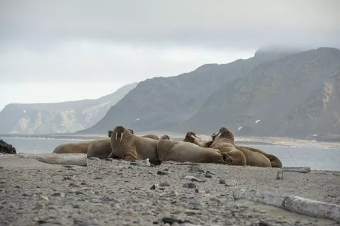 Help Spot The Walrus!  thumbnail