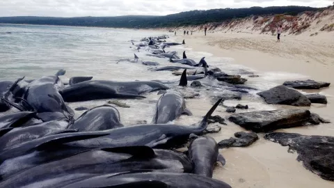 How Solar Storms Affect Whales thumbnail