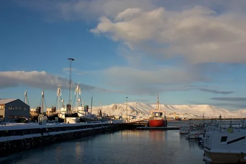 Iceland To End Whaling In 2024 thumbnail