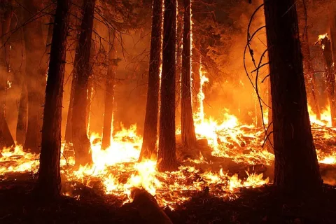Fires In The World's Largest Rainforest thumbnail