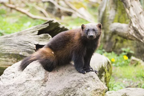 Saving The Wolverines thumbnail