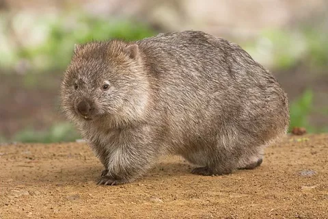 Why Wombats Poop Cubes! thumbnail