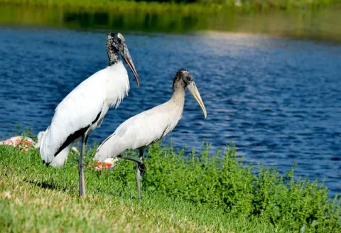 Hurray For The Wood Storks! thumbnail