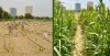 How Nanoclay Is Greening Deserts thumbnail